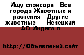 Ищу спонсора - Все города Животные и растения » Другие животные   . Ненецкий АО,Индига п.